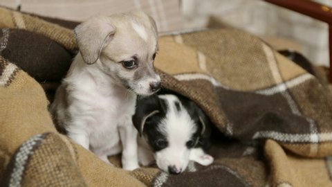 Cat And A Dog Are Video De Stock 100 Libre De Droit Shutterstock