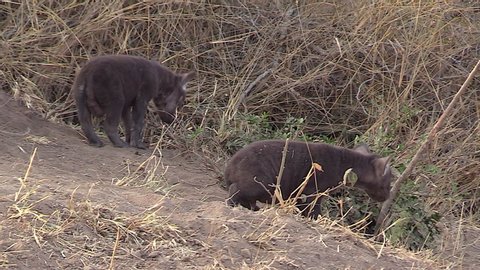 Two hyena cubs move around on dry grass and dirt by a den site. Slow zoom out as one cub walks out of frame.