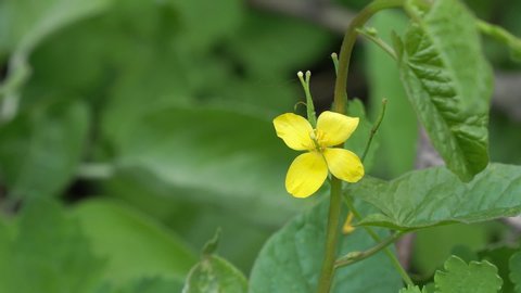 The yellow flower of the medicinal plant is celandine on a natural background. Chelidonium. 