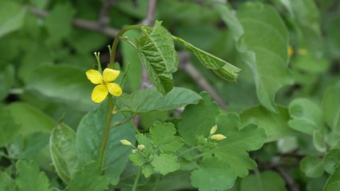 The yellow flower of the medicinal plant is celandine on a natural background. Chelidonium