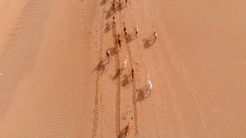 Aerial Drone Shot of a big Camel herd crossing the hot sandy Arabian desert accompanied by a herder