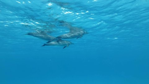 Family of three dolphins slowly swim under sufrace of blue water. Slow motion, Low-angle shot, Underwater shot.