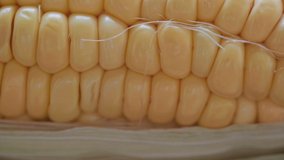 Close up footage of sweet corn. Selective focus. Panning to the right.
