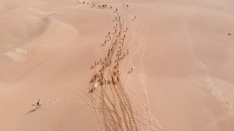 Aerial Drone Shot of a big Camel herd crossing the hot sandy Arabian desert accompanied by a herder