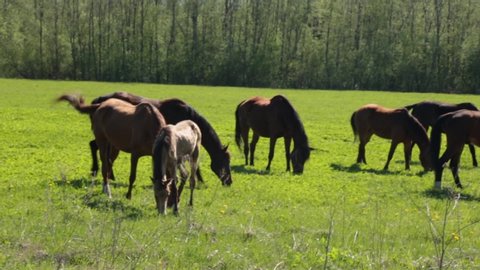 many gray and brown horses slowly graze freely on the field along the forest on a summer sunny day
