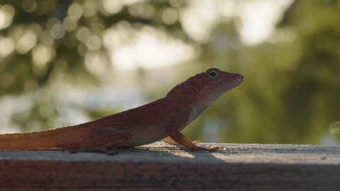 A small wild orange lizard or gecko sunbathing on a wooden fence on the balcony of a hotel in Vieques Puerto Rico on a sunny spring evening.