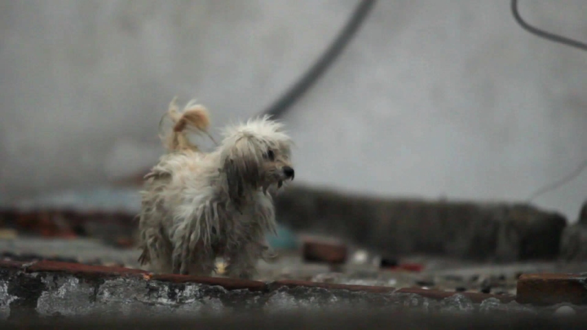 An abandoned dog with fur in terrible conditions walks in search for food in the street Royalty-Free Stock Footage #1030221926