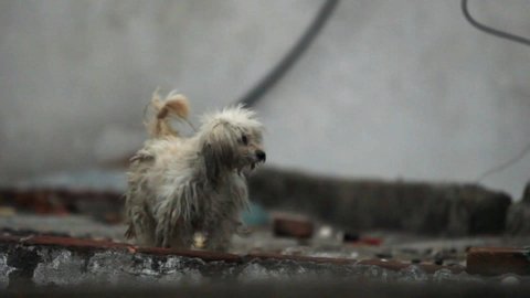 An abandoned dog with fur in terrible conditions walks in search for food in the street