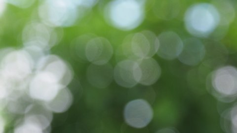Sunlight shining through the leaves of trees, natural blurred background, Nature abstract background, nature green bokeh