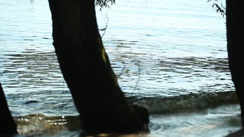 tree water wave