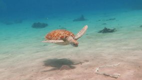 Swimming sea turtle and sandy seabed. Underwater video from scuba diving with the turtles. Wild sea animal in the tropical ocean. Marine life in the shallow water.