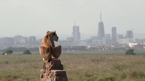 4k video of lion sitting on nairobi national park direction sign with nairobi city in the background