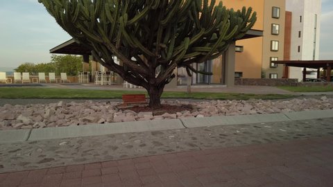 Big cactus on a country club