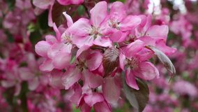 Bright pink blossom apple tree is blooming in the city park at springtime. Selected focus. Blur background. 