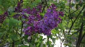 Beautiful purple lilac blossom tree is blooming in the city park at springtime. Selected focus. Blur background.