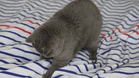 Cute grey British breed cat is posing on camera