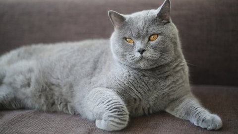 British breed cat is posing as a model