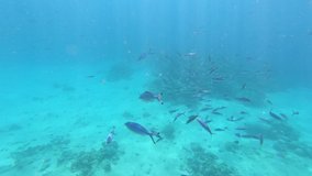 The fauna of the Red Sea. A large flock of blue and purple fish. Dynamic video of fish in clear blue water. Beautiful background of the underwater world. Snorkeling, active rest.