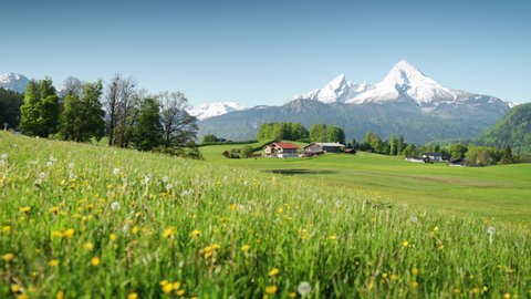Scenic panning view shot of idyllic alpine mountain landscape in the Alps with blooming flowers on meadows and snow capped mountain tops in the background on a beautiful sunny morning in springtime