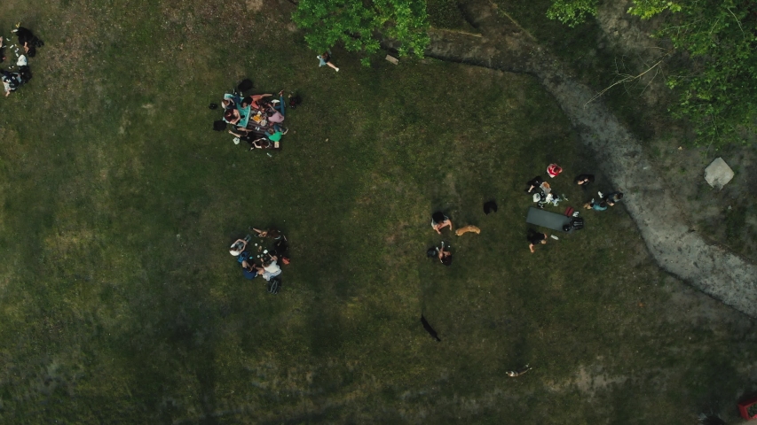 Top down screwdriver aerial view several groups of people with dogs resting in summer park, hapiness and enjoyment from outdoor family leisure at countryside grass meadow