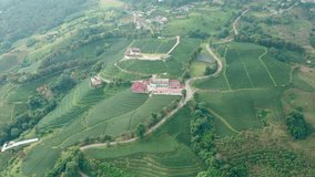 Footage aerial view the green tea area agricultural on the mountain at Chiang rai Thailand 