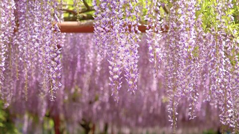 Spring flowers series, beautiful wisteria trellis waving in the wind, Wisteria sinensis (Chinese wisteria) is woody, deciduous, perennial climbing vine in genus Wisteria, b roll shot.