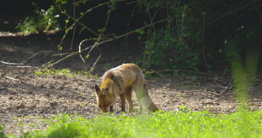 Strong red fox male (vulpes vulpes) eathing corn grain in the forest.