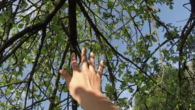 Close-up of woman's hand touching beautiful green leaves. Feeling the wonderfull world through the skin. Tactile sensations