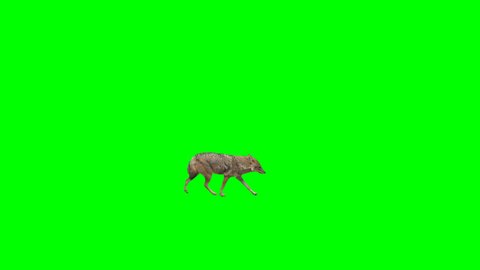 Golden jackal slowly walking across the frame on green screen, real shot, isolated with chroma key, perfect for digital composition, cinema, 3d mapping.