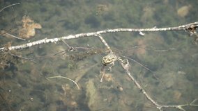 Common frog in water, Rana temporaria resting on water pond. 4K video