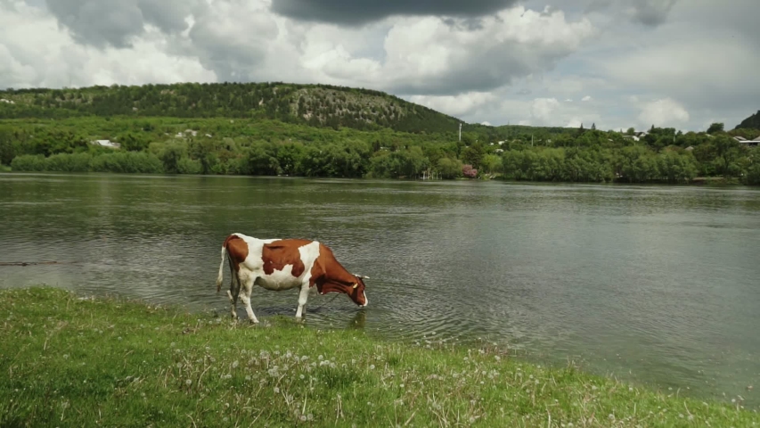Cows grazing in a sunny lovey day.