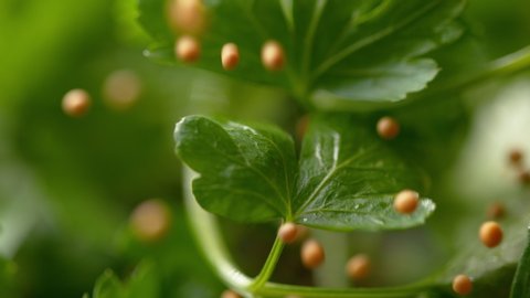 MACRO, DOF, SLOW MOTION: Small round seeds fall and bounce off the wet green parsley leaves. Fresh parsley leaves stop light brown mustard seeds from falling to the kitchen floor. Organic ingredients.