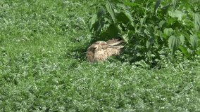 Hare, or jackrabbit, slips in the shade of the bush.Full HD video of its natural habitation