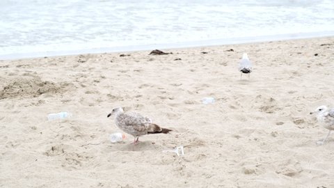 Sea birds pecking plastic bottles on Santa Monica beach