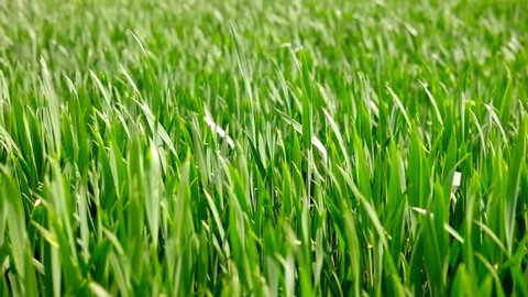 Field of beautiful springtime green rye and wheat closeup for green industry. grass sways in the wind