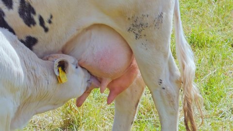 White calf drinks milk from the udder of a cow.