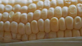 Close up footage of sweet corn. Selective focus. Tracking shot.