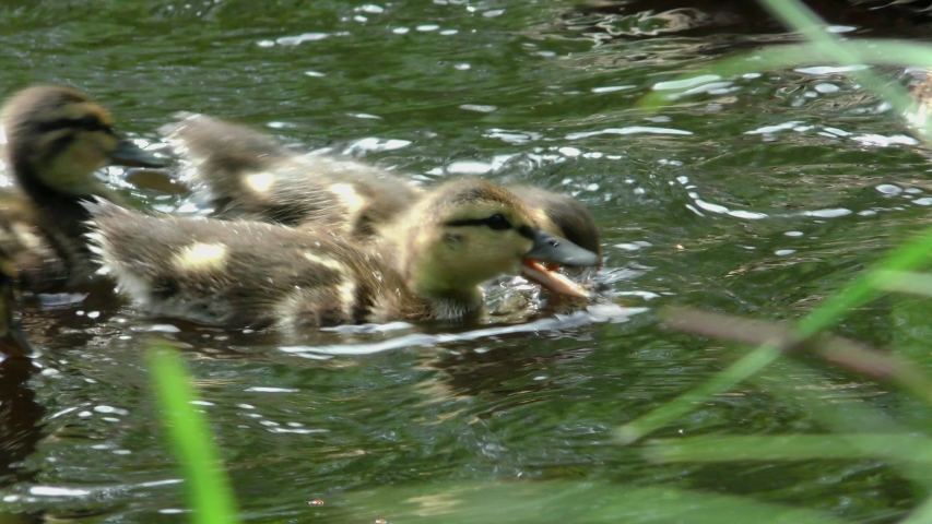 Mother duck with a brood of small ducklings swimming through the water. Life of wild birds in their natural environment. Family and motherhood in animals. 