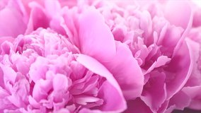 Beautiful pink peony bouquet background. Blooming peony or roses flowers rotating close-up. Wedding backdrop, Valentine's Day concept. Birthday bouquet, bunch. Blossom, flower closeup. 4K UHD