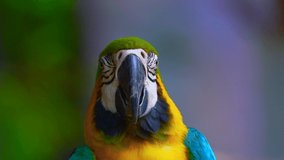 4K video of blue and yellow macaw bird in Thai, Thailand.