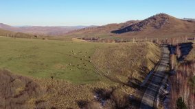 Autumn Altai landscape from the height of bird flight. Video from drone flying over the road and herd of cows.