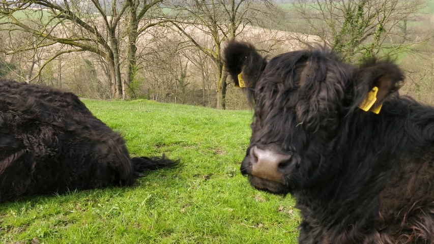 Galloway cows with calves ruminate on top of a hill