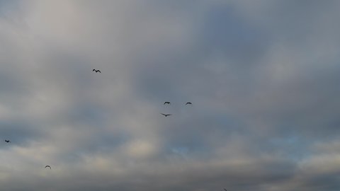 Drone shot of a flock of seagulls flying in the sky with beautiful clouds and sunset lighting in San Diego California. 