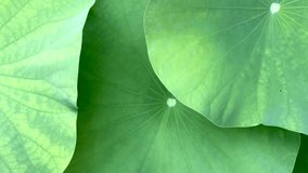 Green lotus leaf close up.