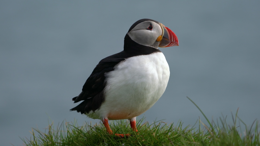 Puffin in Flight image - Free stock photo - Public Domain photo - CC0 ...