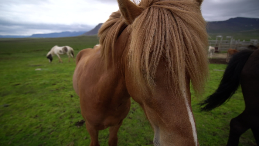 Icelandic horse in the field of scenic nature landscape of Iceland. The Icelandic horse is a breed of horse locally developed in Iceland as Icelandic law prevents horses from being imported.
