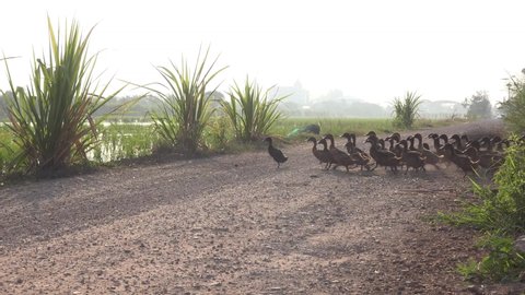 Ducks in early morning leave a trail of dust as they rush to the paddy fields.