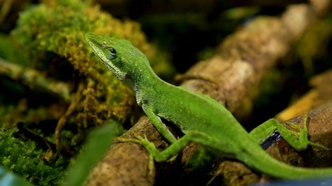 beautiful macro shot green anole lizard in its natural habitat!