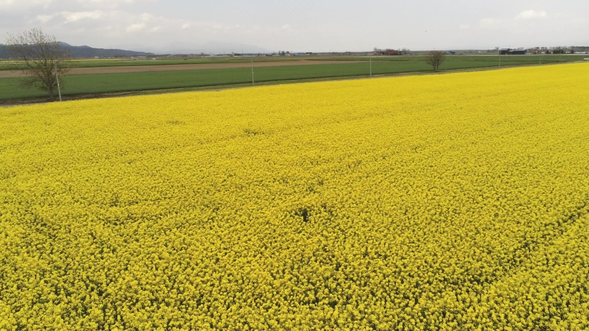 Taken with a drone that turns while advancing in a rape field
