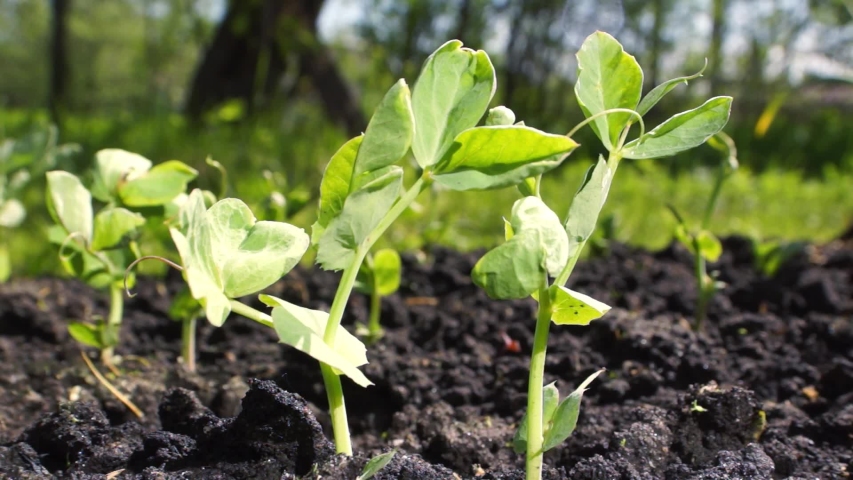 Young pea sprouts on a sunny day in the garden, Agriculture, growing vegetables | Shutterstock HD Video #1030302128